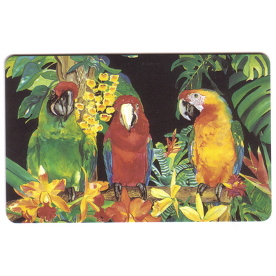Birds
